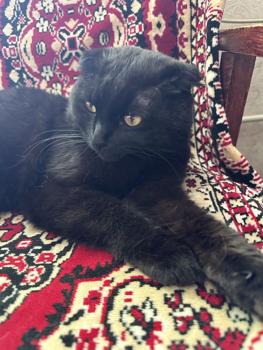 Отдам котика подобрали на улице