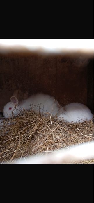 Iepuri cap de leu de vanzare