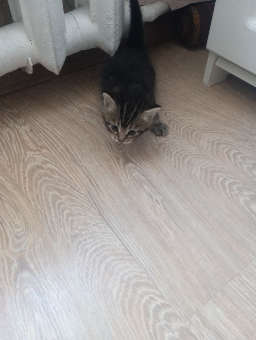 Продам месячного котенка