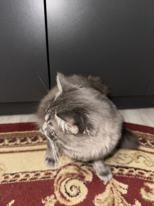 Кошка парода мейн-кун