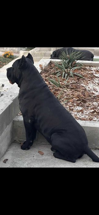 Кане Корсо 7.11.2025г. Момичета !