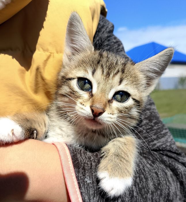 Котята в добрые руки