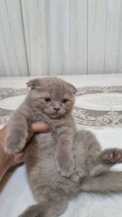 скотиш фолд угил бола