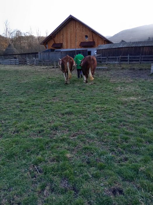 Boi de vânzare buni