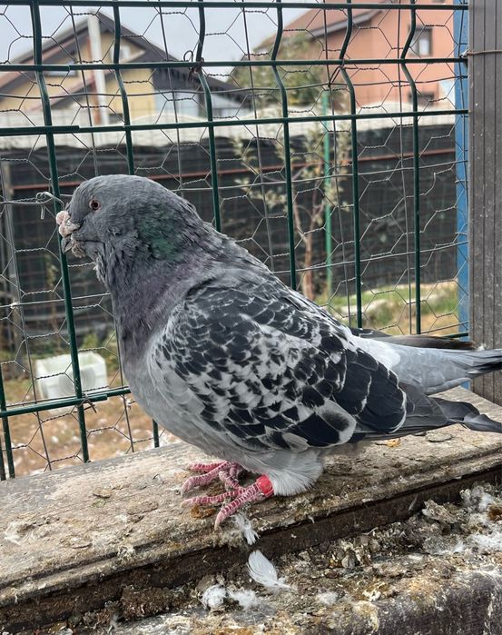 Lot disponibil ptr case noi