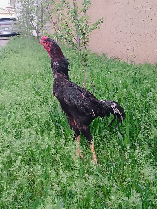 Dakan xoroz sotiladi