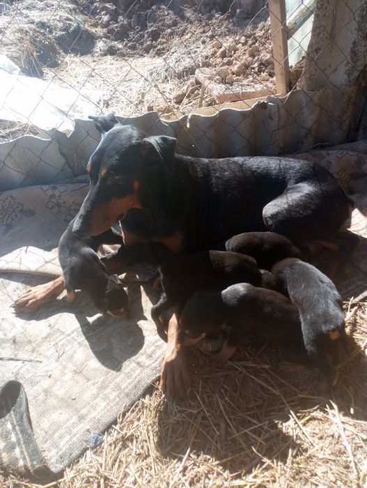 Продаются щенки добермана