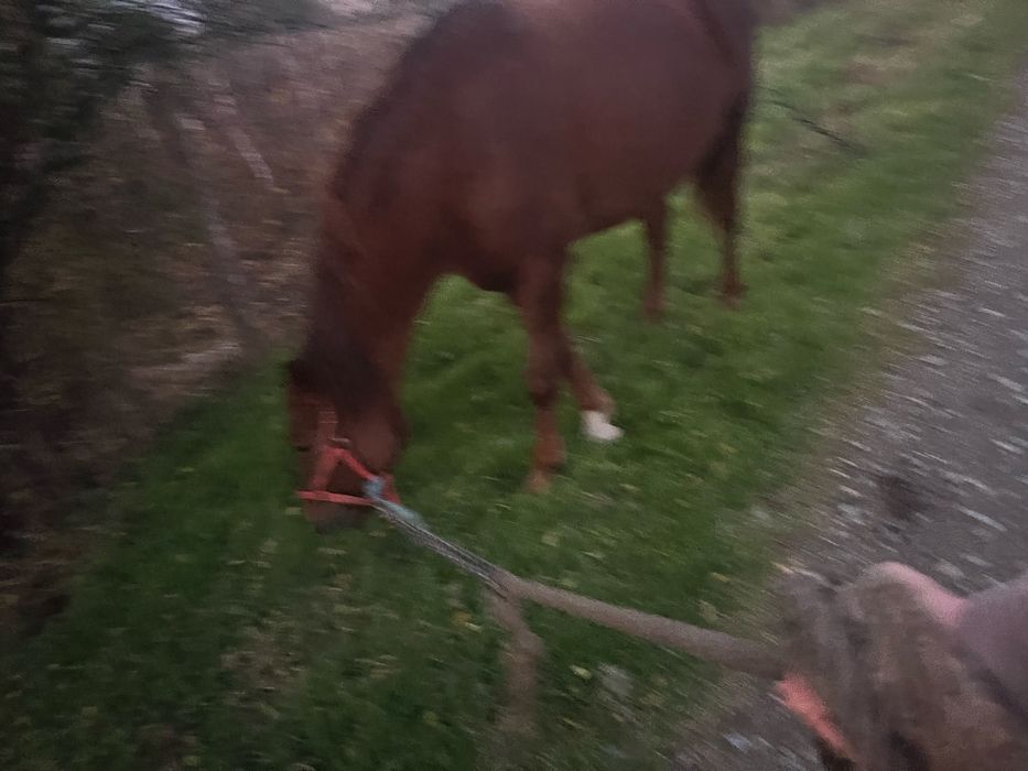 Vând iapă foarte cuminte