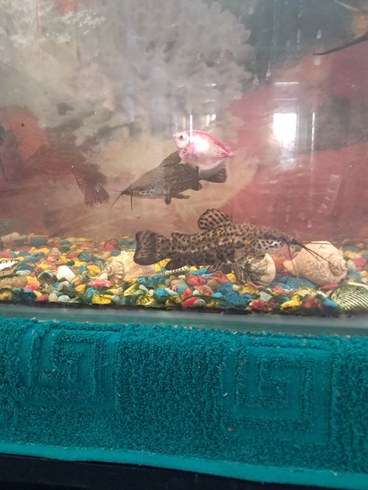 Продам два сомика Торакатума.