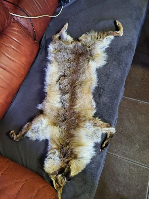 Blana de vulpe naturala