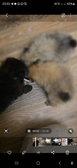 Померанский шпиц