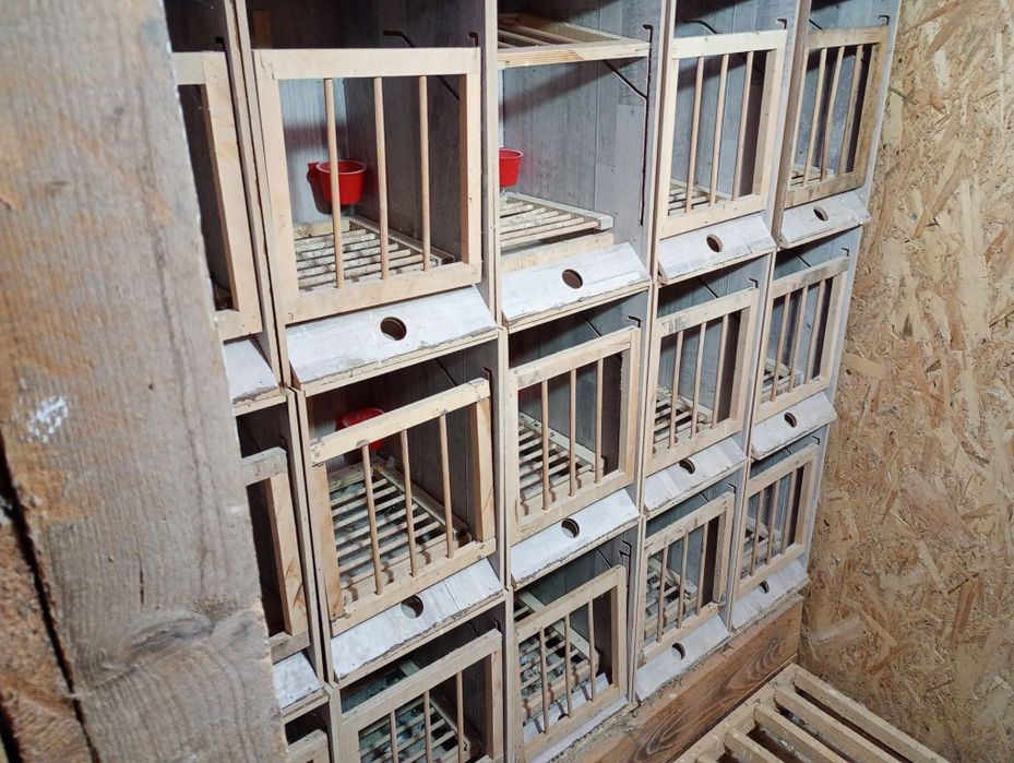 Boxe văduvie individual