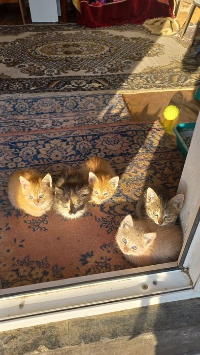 Котята           .