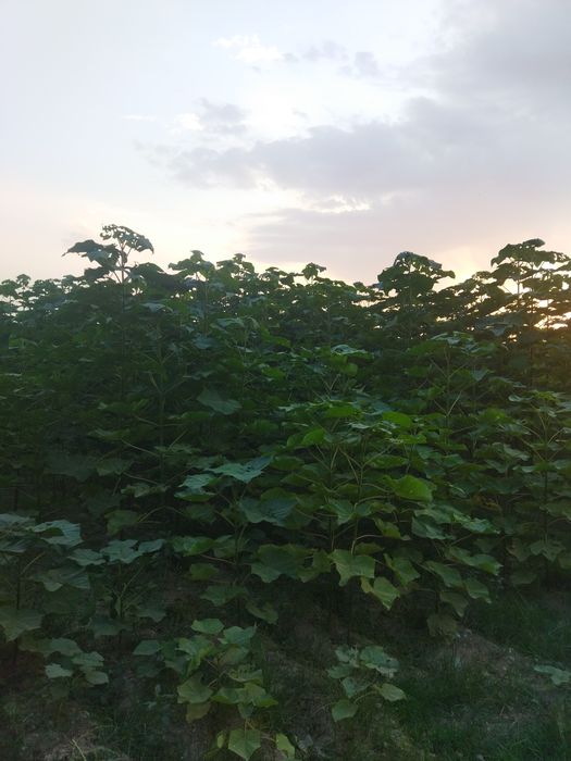 Povloniya koʻchatlari