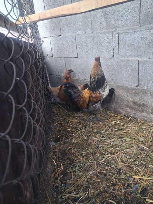 Продам павлинов белых и индийских