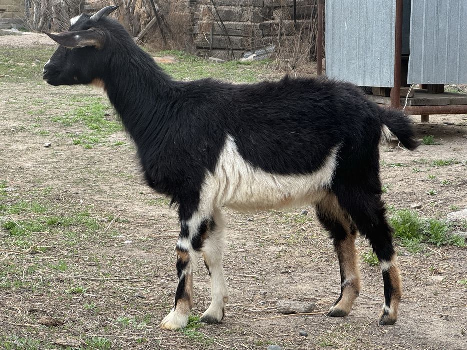 Продам козу или обмен на барана