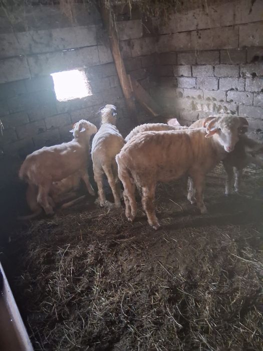 Vand 10 miei berbecuti cu media de 35 kg