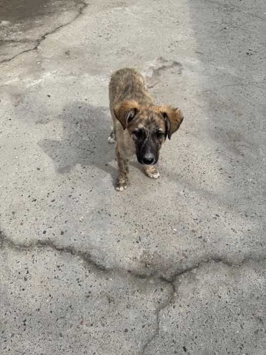 Щенок мальчик в добрые руки