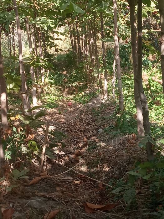 Manzarali kashtan koʻchatlar