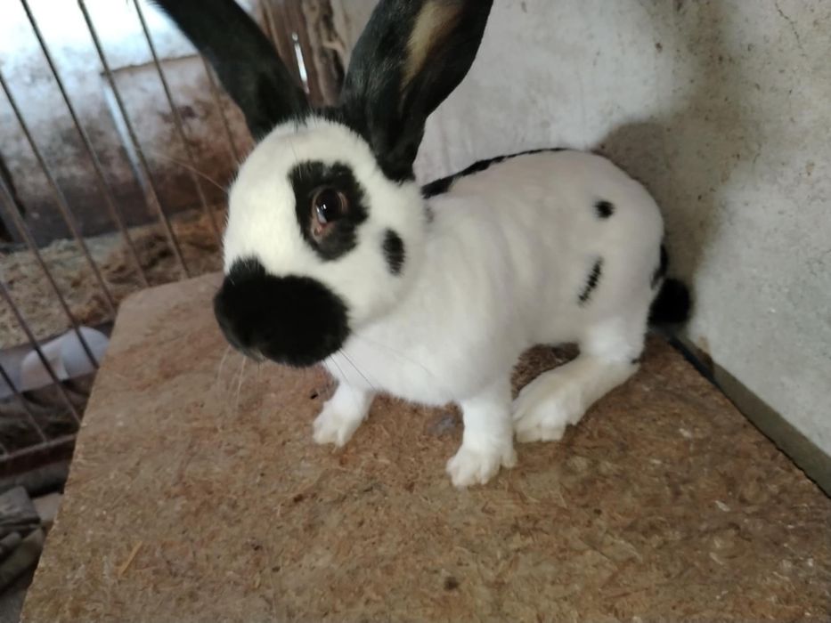 Vand iepuri Fluture German