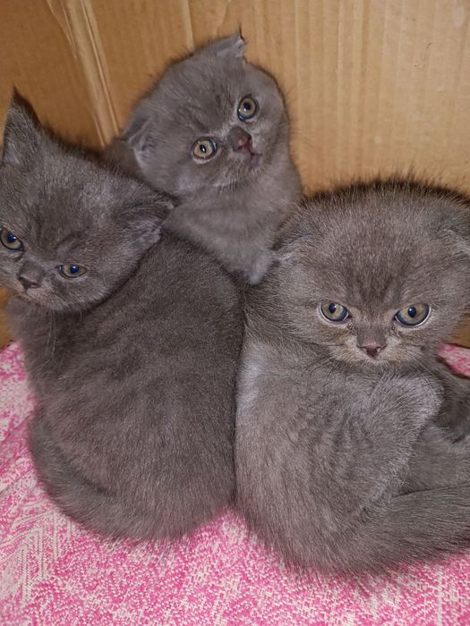 Продаются котята скоттиш-фолд