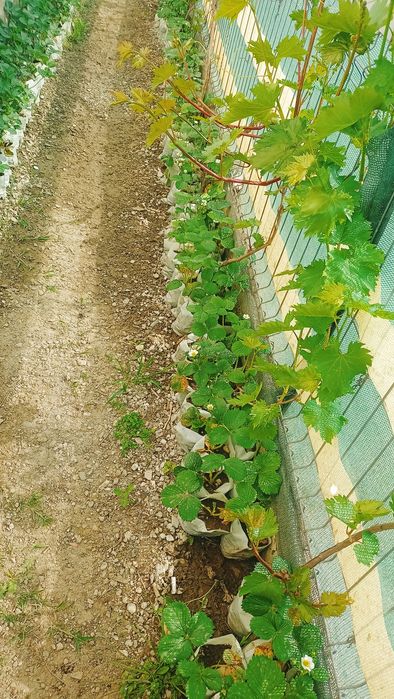 Căpșuni Albion Carrillo Joly