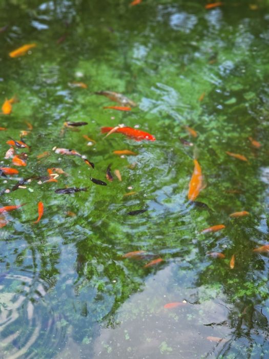 Lichidez iaz cu pesti  mici  și mai mari