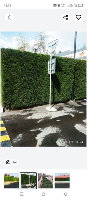 Забор из натуральных ёлок