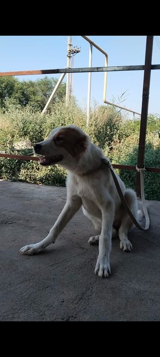 Төбет сатылады 4айлық