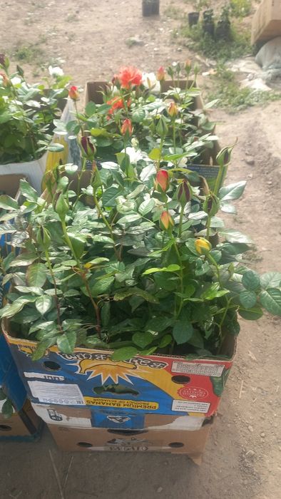 Розы оптом        .