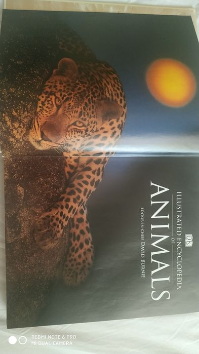 Энциклопедия DK Animals