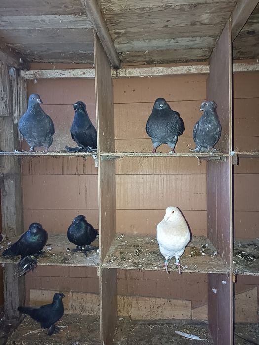 Porumbei diferite rase