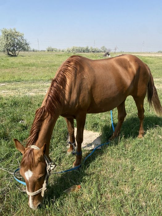 Жаксы бие сатылады