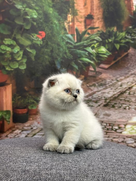 Scottish Fold продаются