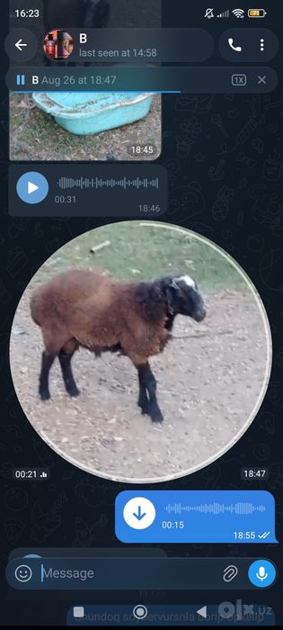 Assalomu alaykum o'gil qoy sotladi qo'y