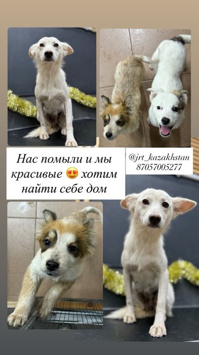 Щенки мальчики и девочки