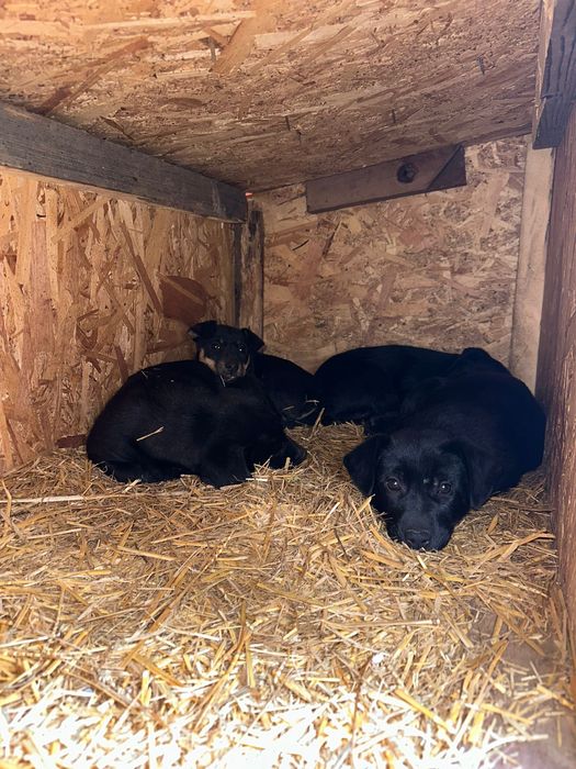 Cățeluși spre adopție