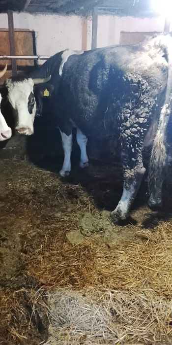 Vind o vacă de 6 Ani