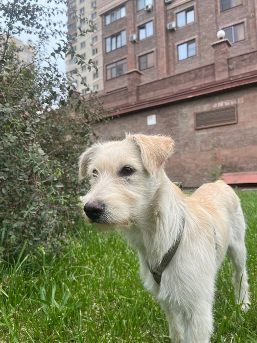 Собака, девочка.