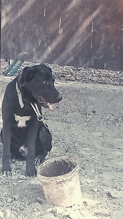 лабрадор кабель 1 год