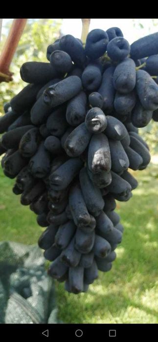 Саженцы винограда