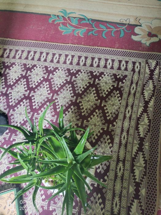 Цветы разны алое