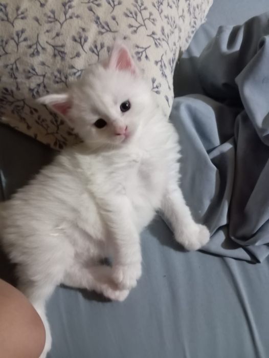 Мейн Кун котята питомник