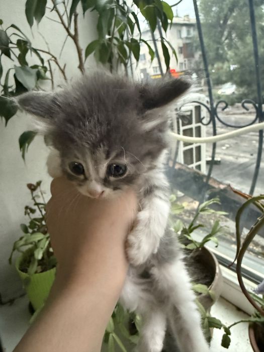 Отдам котят в добрые руки.