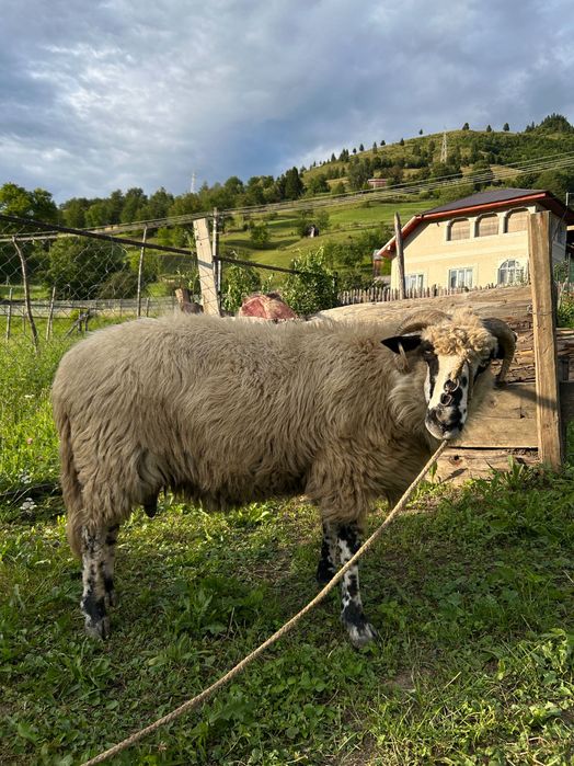 Vând oaie de tăiat