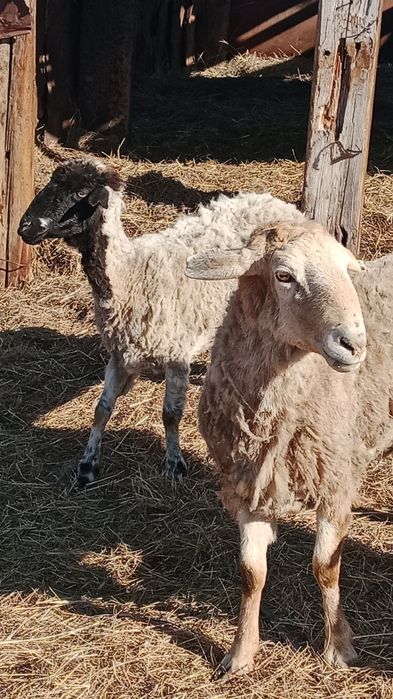 Кошкар едилбай 3-х годовалый