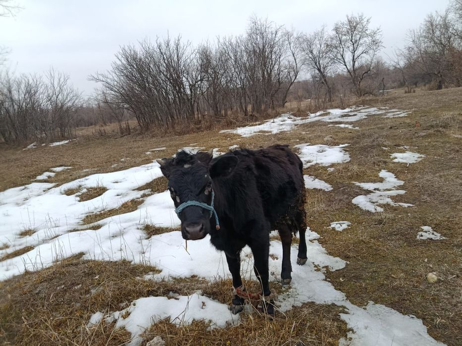 Тайынша откормда тұрған