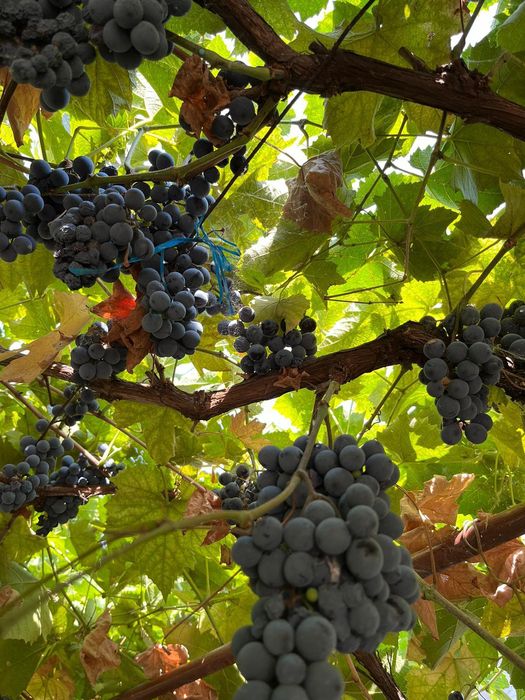 Struguri de vânzare Roșioara și negritură