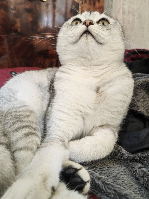 Скотиш фолд ургочи 9ойлик