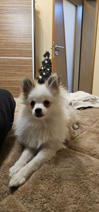 Померан/шпиц 6месеца